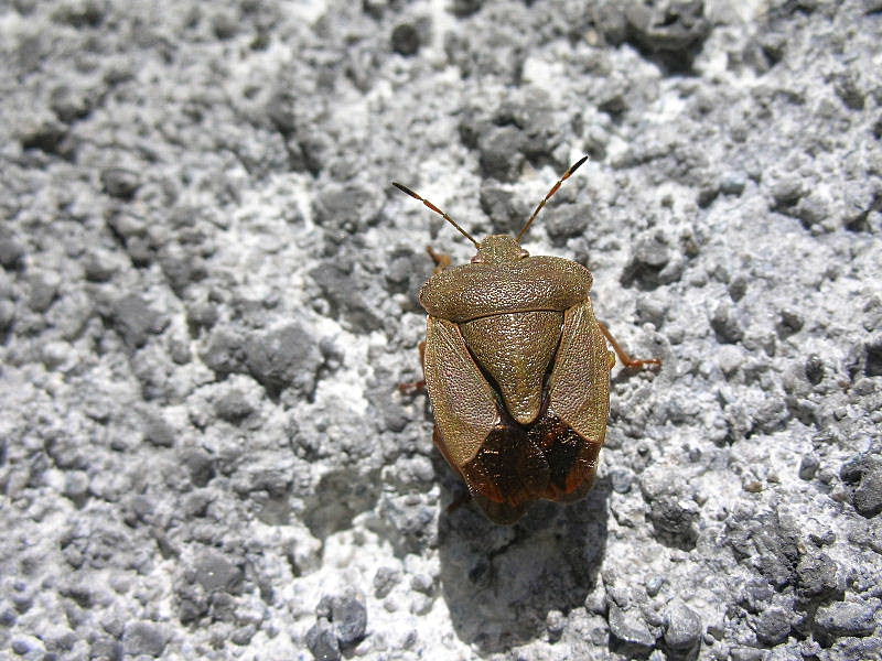 Palomena prasina o viridissima?